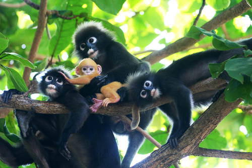 Monkeys in Ang-Thong-National-Marine-Park in the Gulf of Thailand, Thailand, Travel with Joy
