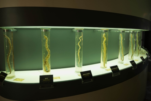 Snake Farm and Museum at Queen Saovabha Memorial Institute, Bangkok, Thailand