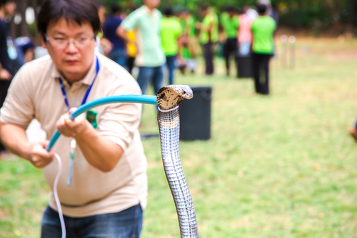 The 6th Snake save catching workshop for any people can register and join at Queen Saovabha Memorial Institute Snake Farm, Trainee using lasso catch Monocled Cobra snake, Bangkok, Thailand