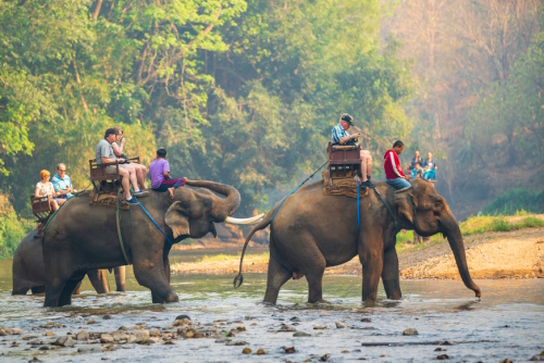 Mahouts and their elephants at Chiang Dao elephant training camp, Chiang Mai, Thailand (FAQ)