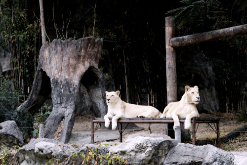 Lions at Chiang Mai Zoo Wildlife View, Thailand | Travel with Joy