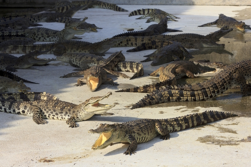 Samut Prakan Crocodile Farm and Zoo. Samut Prakan, Bangkok, Thailand