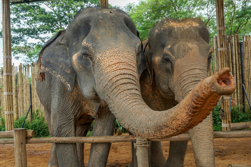 Elephants-Sanctuary-Phuket, Thailand, Travel with Joy
