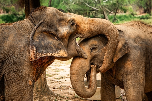 Elephants Sanctuary in Koh Samui, Gulf of Thailand, Thailand