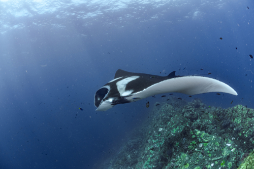 Diving in Hin Daeng ner Koh Lanta in the Andaman Sea off Krabi Peninsula, Thailand, Travel with Joy