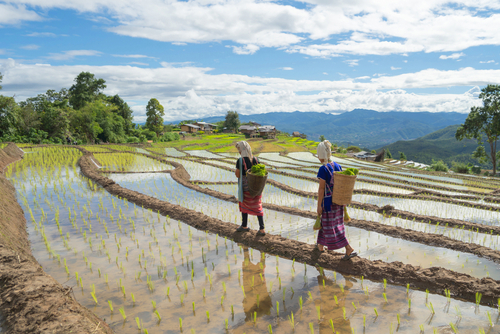 Karen Village rice fields in Northern Thailand, Travel with Joy