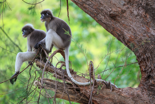 Khao Sam Roi Yot National Park Landscape | Travel with Joy