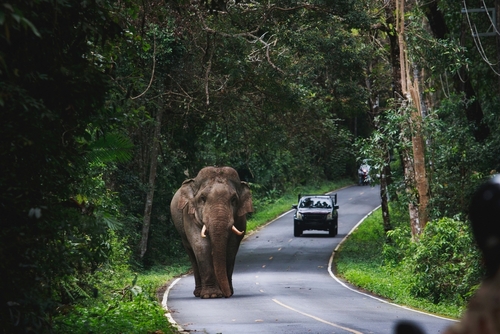 Elephant in Khao Yai National Park near Bngkok, Thailand