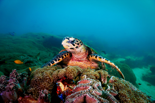 Koh Lipe in the Andaman Sea south of Krabi Peninsula, Thailand, Travel with Joy