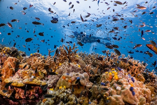 Marine Life in Koh Tao, The Gulf of Thailand, Thailand