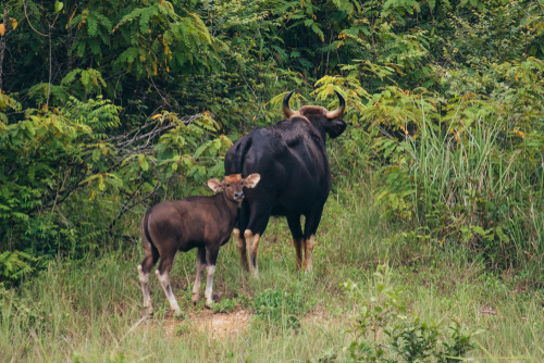 Kui Buri National Park Scenic Landscape | Travel with Joy