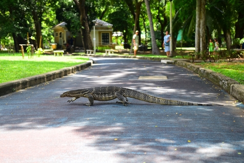 Lumphini-Park in Bangkok, Thailand