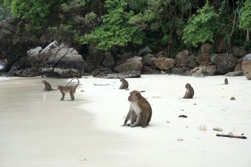 Koh-Phi-Phi-Leh Monkey Beach in the Andaman sea, Thailand, travel