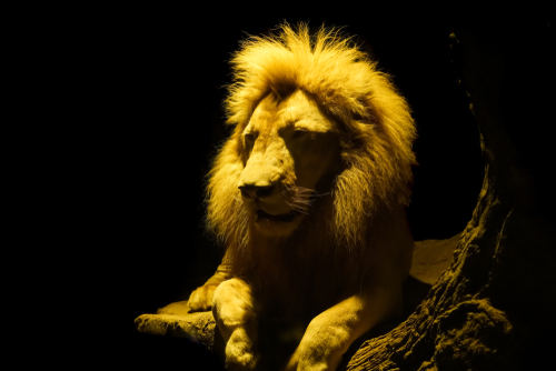 Lion at Chiang Mai Night Safari, Thailand | Travel with Joy