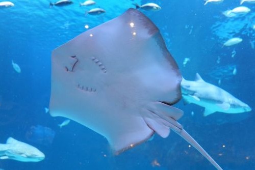 Aquarium in Phuket, Thailand, Travel with Joy