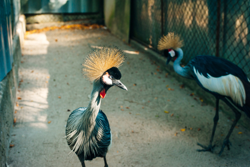 Phuket Bird Park, Thailand, Travel with Joy