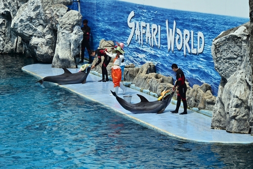 Dolphins perform at the Marine park in the Safari World, Bangkok, Thailand