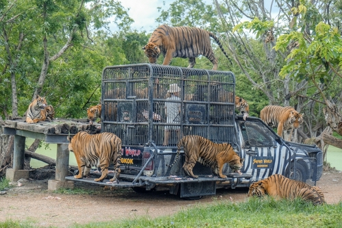 Woman Feeding Tiger at Safari World Open Zoo in Bangkok, Thailand