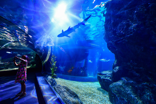 Sea Life Bangkok Ocean World Aquarium in the shopping center of Siam Paragon, Thailand