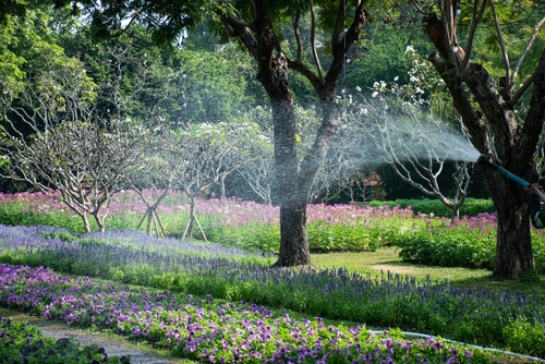 Pictures of watering flowers and lawns of Suan Luang Rama IX Park of Thailand during the flower festival every year, in Bangkok