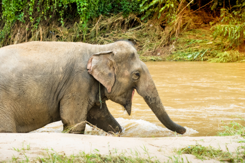 Elephant Camp in Pai west of Chiang Rai, Thailand, travel with Joy
