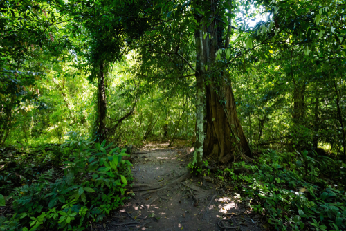 Thung-Teao-forest-national-park in Krabi Province, Thailand, Travel with Joy