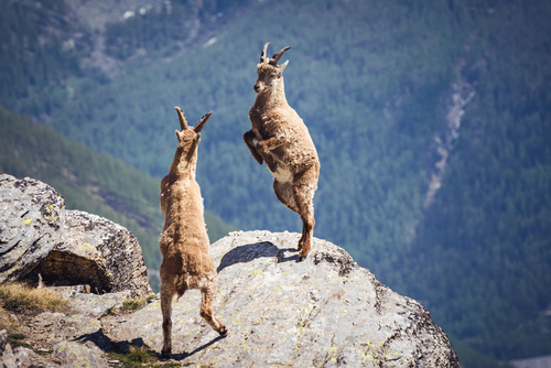 Wild ibex fighting on a rock. Gran Paradiso National Park, Western italian Alps, Italy