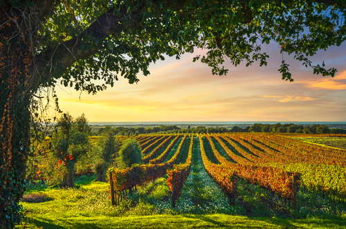 Bolgheri vineyard, olive trees and flowers at sunset. Tree as a frame, autumn season. Landscape in Maremma, Tuscany, Italy