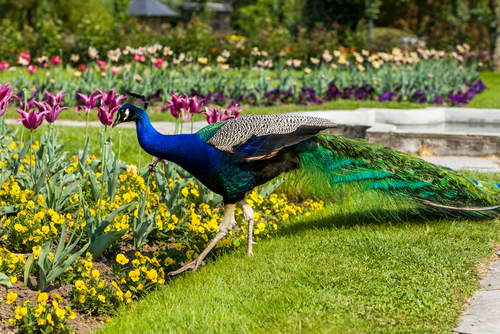 Male peacock in garden at Villa Pallavicino at Stresa on Lake Maggiore, Lombardy, Italy