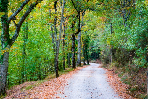 View of an unpaved road in the autumnal forest near Badia a Coltibuono, Chianti Classico Region, Tuscany, Italy