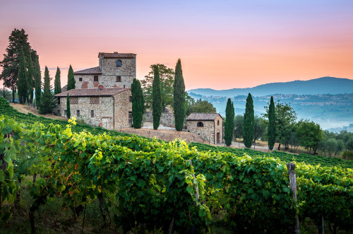 View of a Tuscan vineyard covered in fog at dawn near the old medieval village of Castellina in Chianti Classico region, Tuscany, Italy