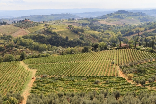 View of a vineyards of the hilly Val d'Elsa Valley in Tuscany, Italy