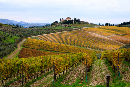 View of Chianti vineyards in Greve in the Chianti Classico region, Tuscany, Italy