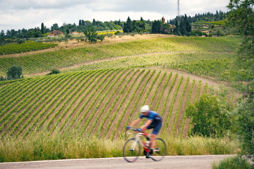 Cyclist riding through vineyards in the amazing landscape of Chianti Classico Region, Tuscany, Italy