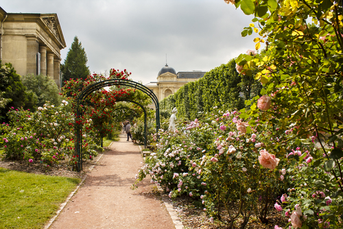 Garden of roses in the Jardin de Plant in Paris, France. Eastern part of the garden with it's beautiful rose archways in June