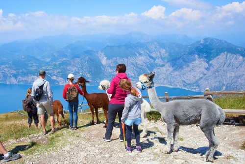 Monte Baldo, Lago di Garda , Lombardy, Italy. Tourists walking with Alpacas attraction on the ridge on the top of hill Monte Baldo, Lake Garda (Lago di Garda or Lago Benaco) background