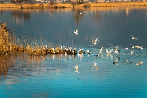 View of several Seagulls at Lago di Massaciuccoli in Tuscany, Italy