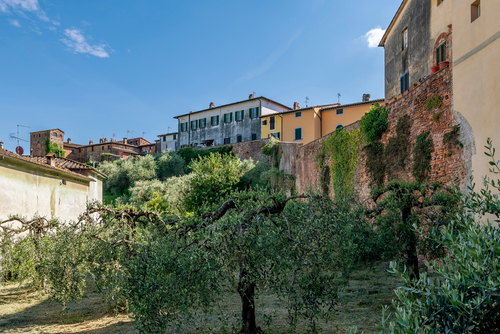 Olive trees near the ancient walls of the village of Montecarlo, Lucca, Tuscany, Italy, on a Sunny day