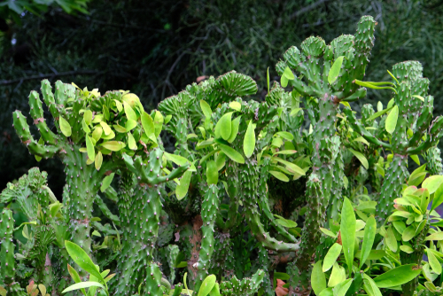 View of several trees of Euphorbia neriifolia in the Botanical Garden (Orto Botanico) of Palermo, Sicily, Italy