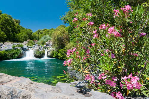 Oleander plant, a natural pool and a fall of the Alcantara river park, Sicily, Italy