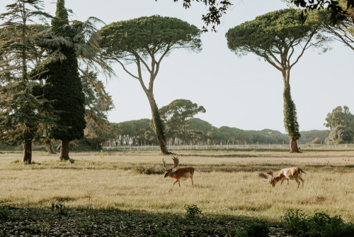 Close up of beautiful young deer in natural park of Migliarino San Rossore Massaciuccoli near Pisa, Tuscany, Italy