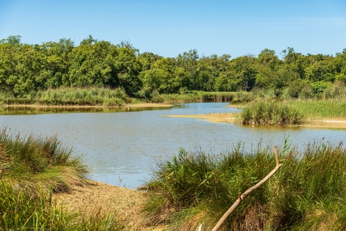 Regional Natural Park of Migliarino, San Rossore, Massaciuccoli. Nature reserve and natural landmark in Lucca and Pisa province, Tuscany, Italy