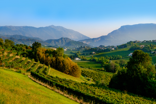 Grapes growing in vinyards near Conegliano, Prosecco, Veneto, Italy. The grapes are used for making prosecco sparkling wine
