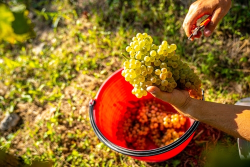 Harvest in the Prosecco region, Veneto Italy. Grape glera used to make sparkling wine hand harvested, picked by hand with close up on scissor in the vineyards during September