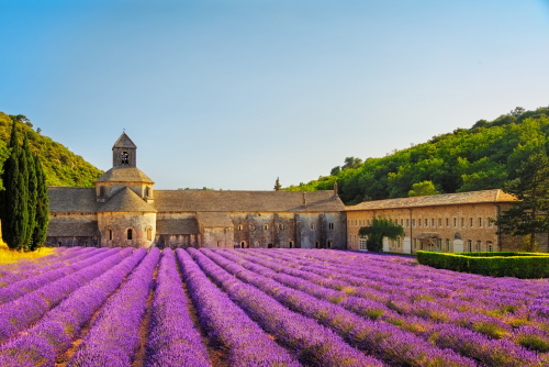 Abbey of Senanque and blooming rows lavender flowers on sunset. Gordes, Luberon, Vaucluse, Provence, France