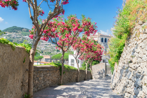 Colorful trees in an old cobbled road in Ravello, Amalfi Coast, Campania, Italy