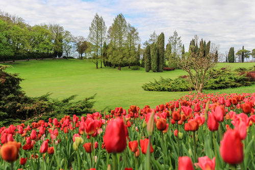 View of beautiful red flowers at the Sigurta Garden park in Valeggio sul Mincio, Verona, Veneto, Italy