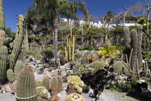 Succulents and cactuses at Giardini Ravino gardens at Forli, Ischia island near Naples, Campania, Italy