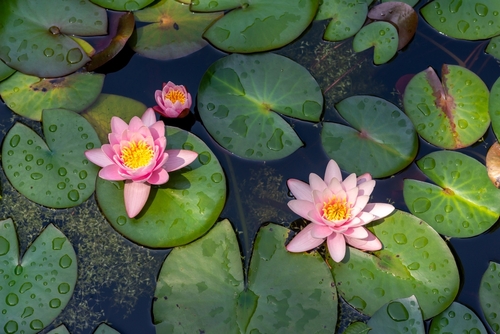 View of Water lilies in the Orto Botanico di Padova at the University of Padua, since 1997 it has been a UNESCO World Heritage Site, Padua, Veneto, Italy