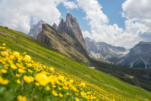 Alpine flowers with Seceda peak in background, Odle mountain range, Gardena Valley, Dolomites, South Tyrol, Italy